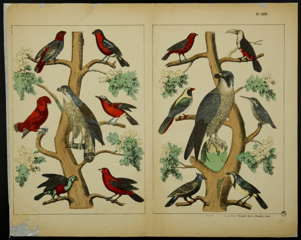 estampe Planche d'oiseaux 1950.39.2576 Photo