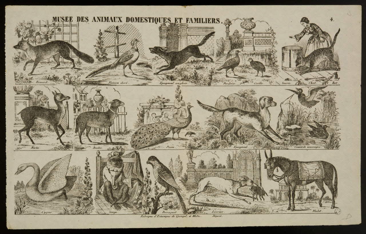 Charles Nicolas Gangel estampe MUSEE DES ANIMAUX DOMESTIQUES ET FAMILIERS. Metz 1852-1858 1950.39.2579 Photo