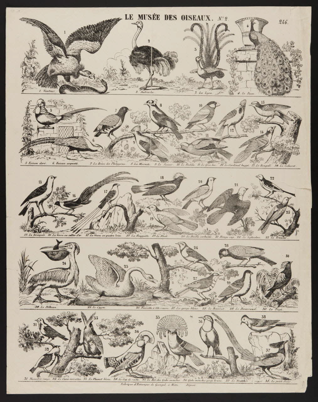 Charles Nicolas Gangel estampe LE MUSEE DES OISEAUX. N.°2. Metz 1852-1858 1950.39.2581 Photo