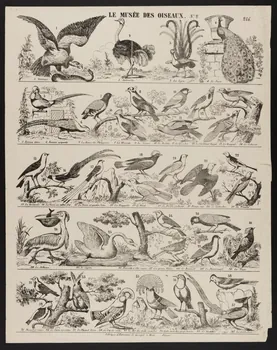 Charles Nicolas Gangel estampe LE MUSEE DES OISEAUX. N.°2. Metz 1852-1858 1950.39.2581 Photo