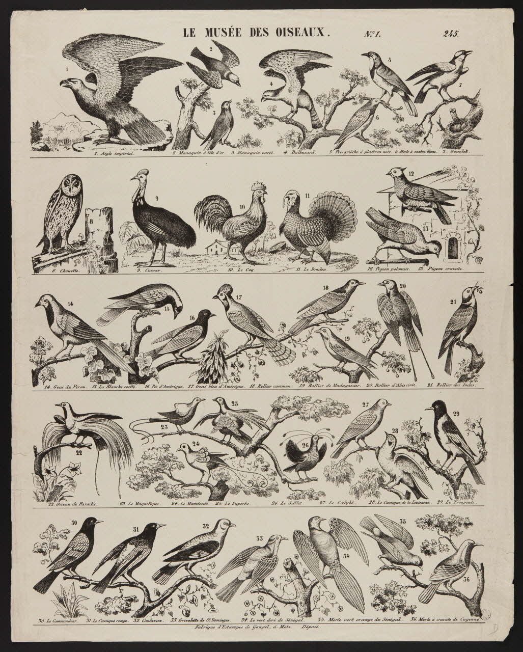 Charles Nicolas Gangel estampe LE MUSEE DES OISEAUX. N.°1. Metz 1852-1858 1950.39.2582 Photo