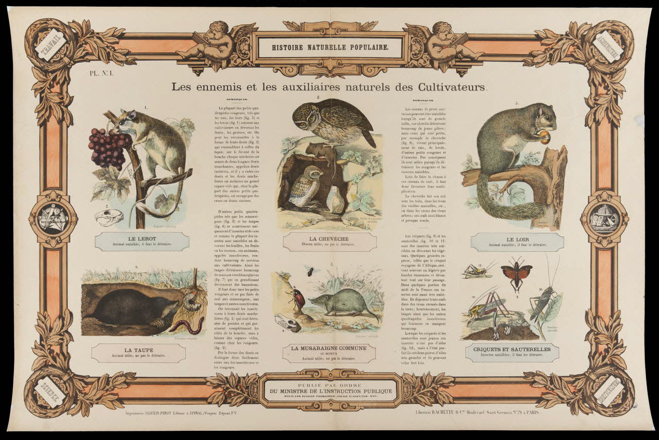 estampe HISTOIRE NATURELLE POPULAIRE.  Les ennemis et les auxilières naturels des Cultivateurs. 1950.39.2770 Photo