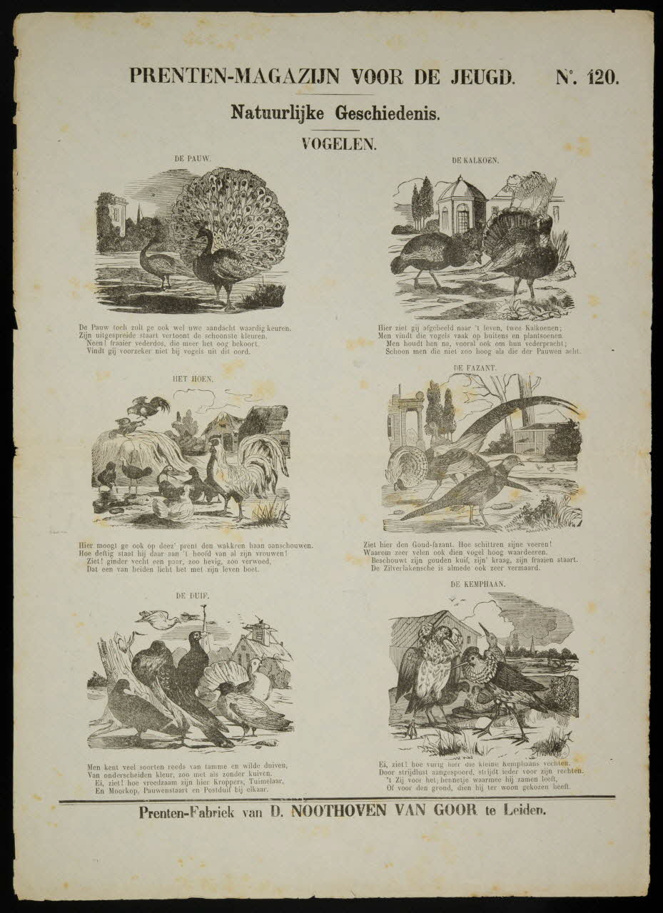 estampe Natuurlijke Geschiedenis.  VOGELEN. 1951.16.336 Photo