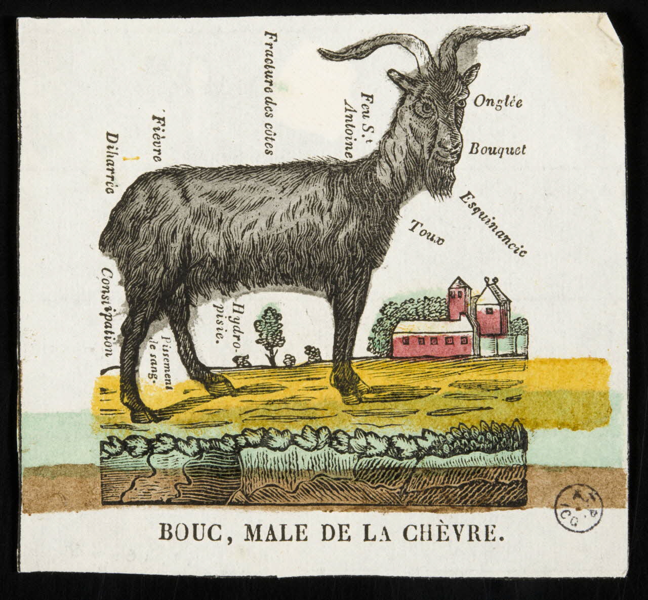 estampe BOUC, MALE DE LA CHEVRE. 1951.16.78 Photo