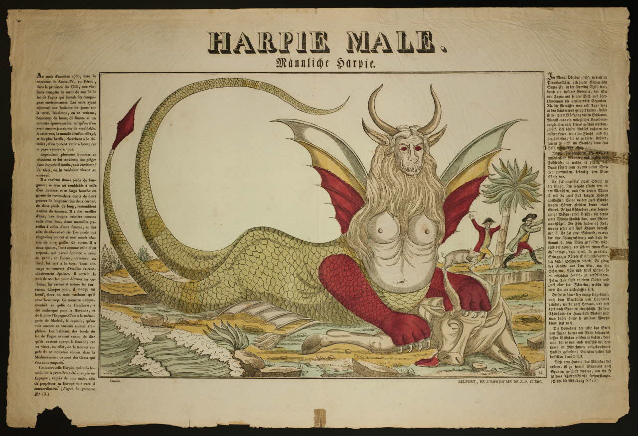 imagerie ancienne HARPIE MALE. 1951.42.1 Photo