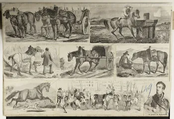 estampe Les races de chevaux français. 1952.39.365 Photo