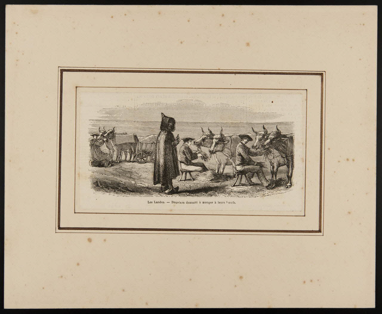 estampe Les Landes. - Bouviers donnant à manger à leurs boeufs. D1953.15.137 Photo