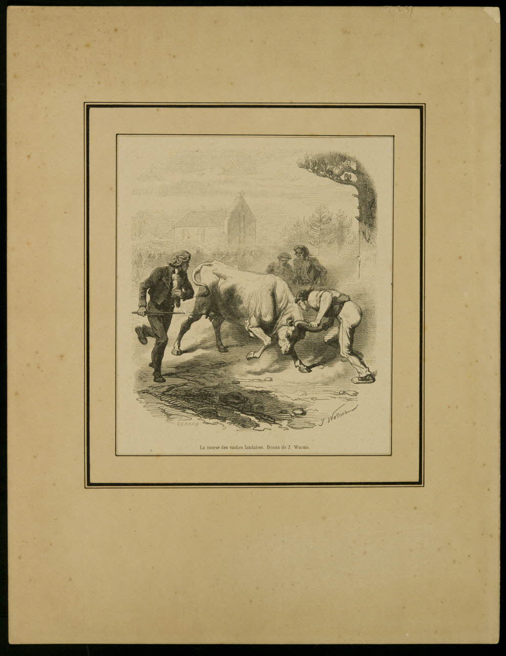 estampe La course des vaches landaises. D1953.15.143 Photo