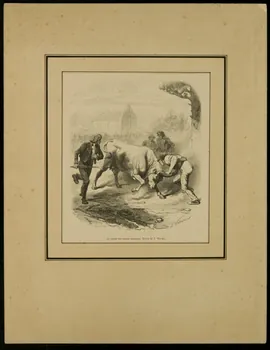 estampe La course des vaches landaises. D1953.15.143  Photo
