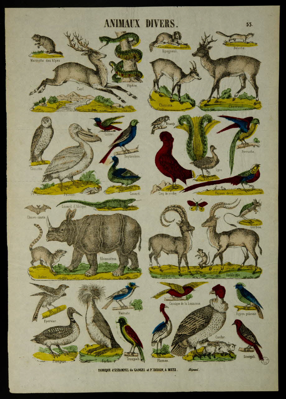Gangel et Didion estampe ANIMAUX DIVERS. Metz 1858-1868 1953.41.326 Photo