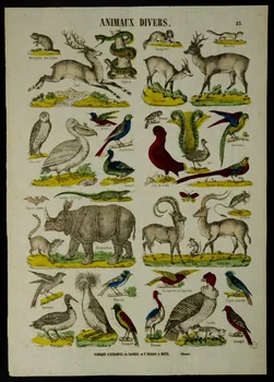 Gangel et Didion estampe ANIMAUX DIVERS. Metz 1858-1868 1953.41.326  Photo