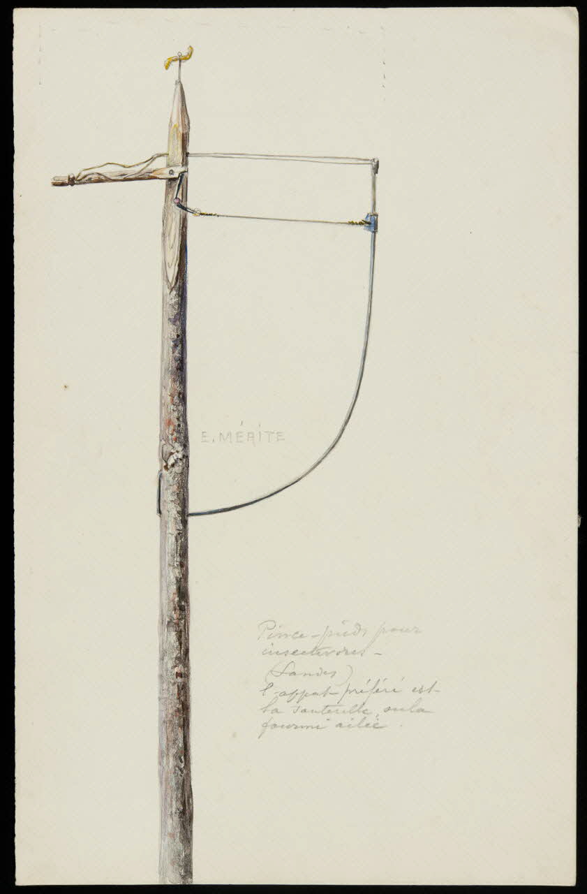 dessin Pince-pieds pour insectivores (Landes) 1953.85.404 Photo