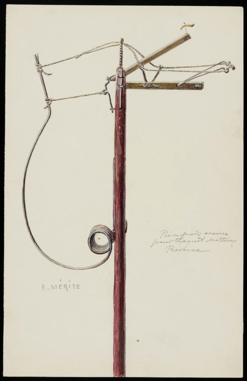 dessin Pince-pieds pour traquets-motteux 1953.85.406 Photo