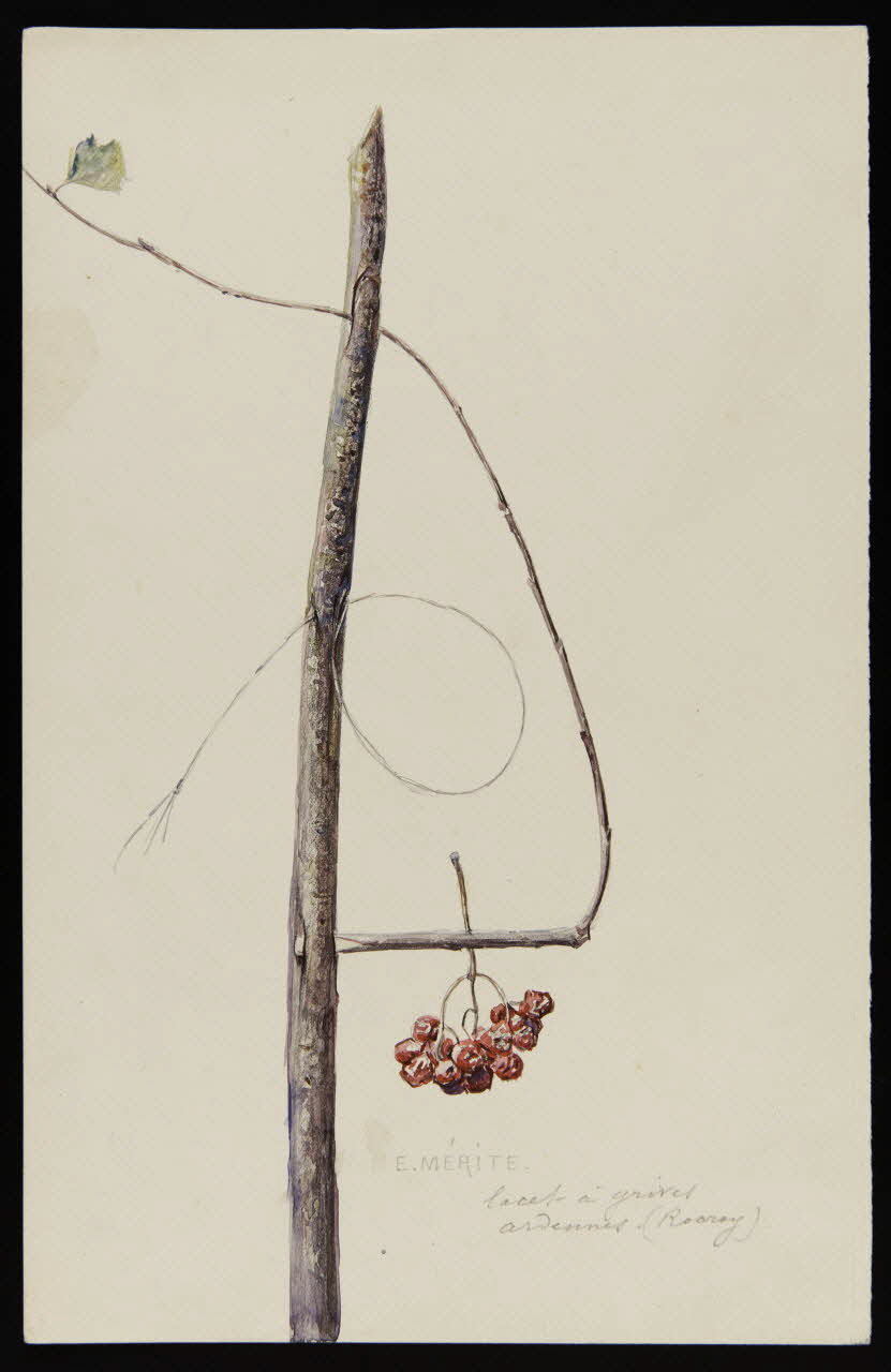 dessin lacet à grives  ardennes. (Rocroy) 1953.85.437 Photo