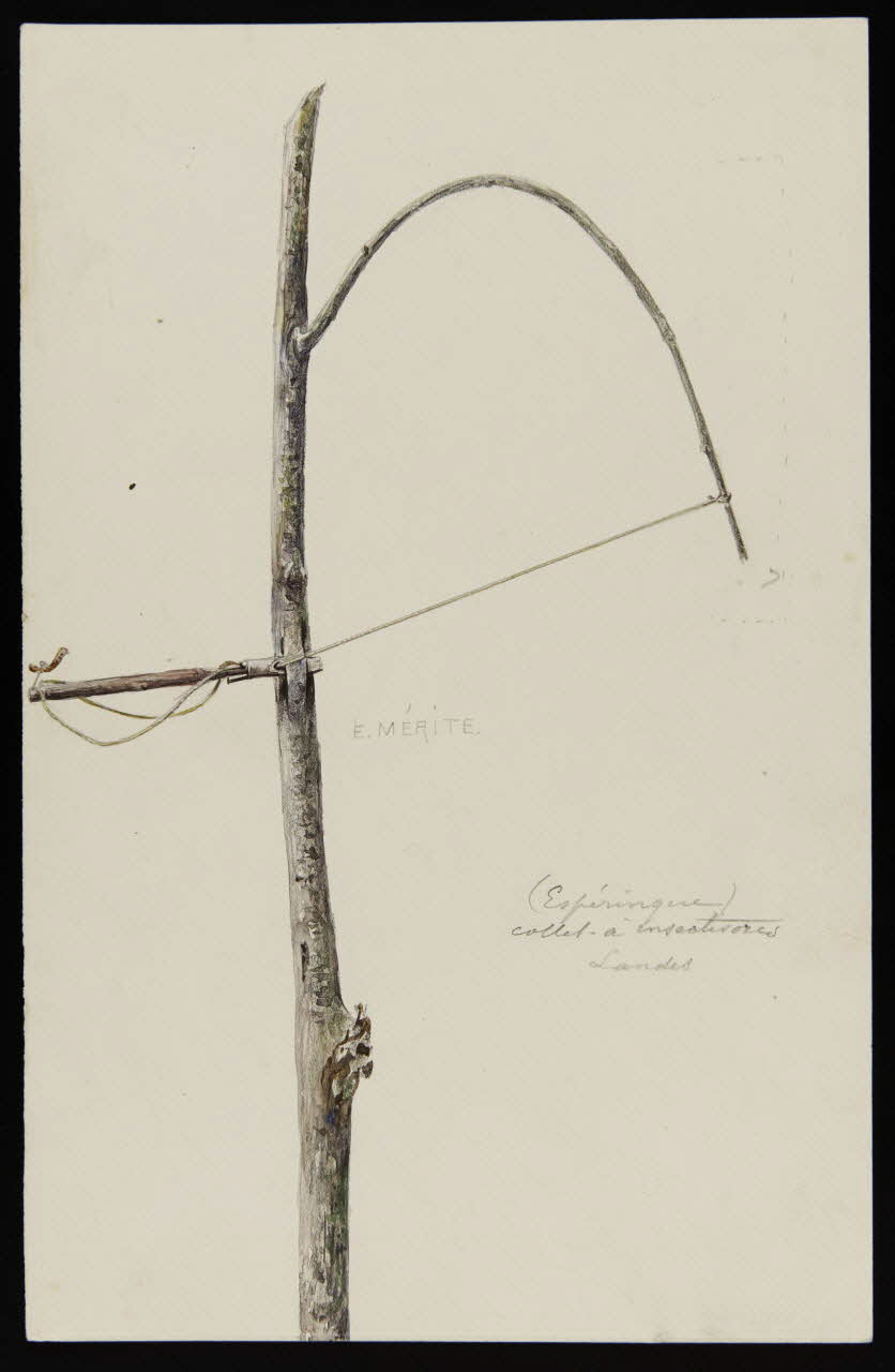 dessin (Espéringue)  collet à insectivores  Landes 1953.85.438 Photo