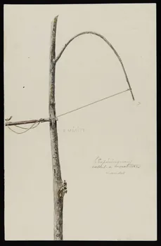 dessin (Espéringue)  collet à insectivores  Landes 1953.85.438 Photo