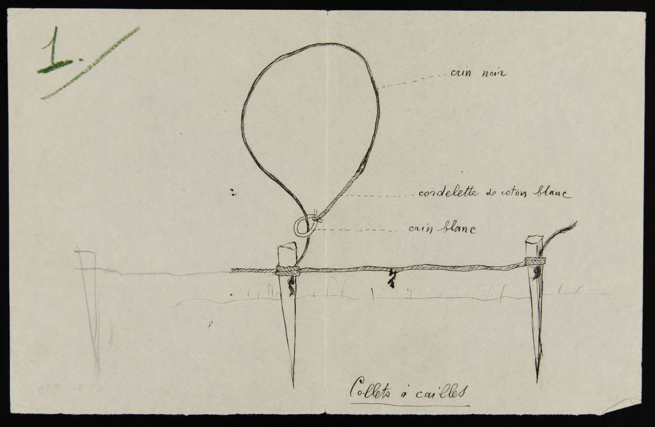dessin Collets à cailles 1953.85.439 Photo
