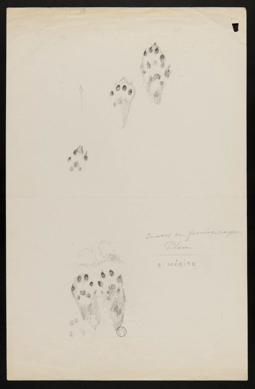 Edouard P. Mérite dessin Traces de fouine neige 1919 1953.85.466 Photo