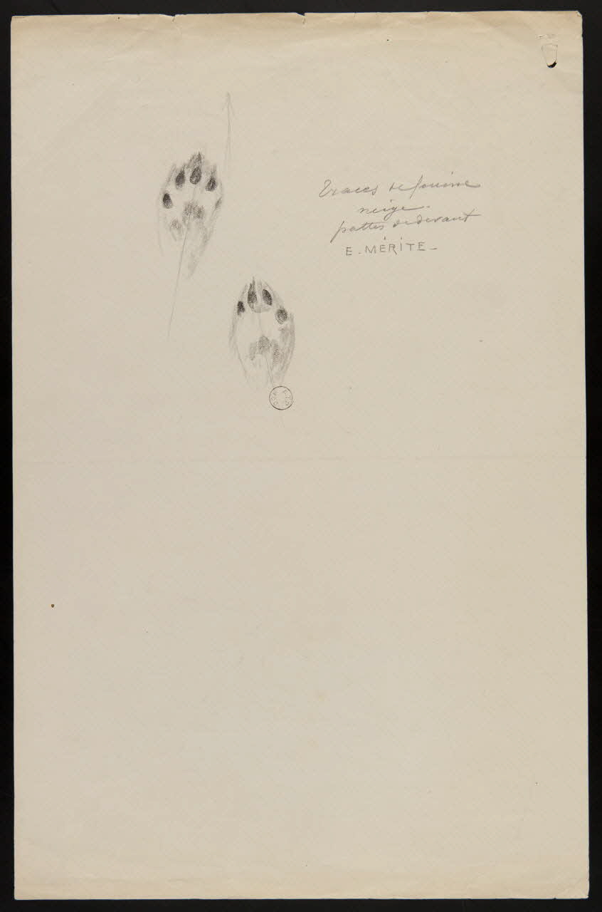 Edouard P. Mérite dessin Traces de fouine  neige  pattes de devant 1919 1953.85.467 Photo