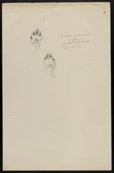 Edouard P. Mérite dessin Traces de fouine  neige  pattes de devant 1919 1953.85.467  Photo