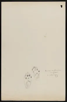 Edouard P. Mérite dessin Traces de fouine  neige 1919 1953.85.468  Photo