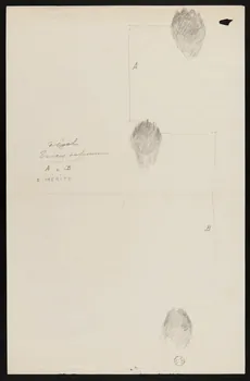 Edouard P. Mérite dessin Traces de fouine 1919 1953.85.469  Photo
