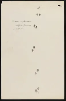 Edouard P. Mérite dessin Traces de fouine  neige fondue 1919 1953.85.470  Photo