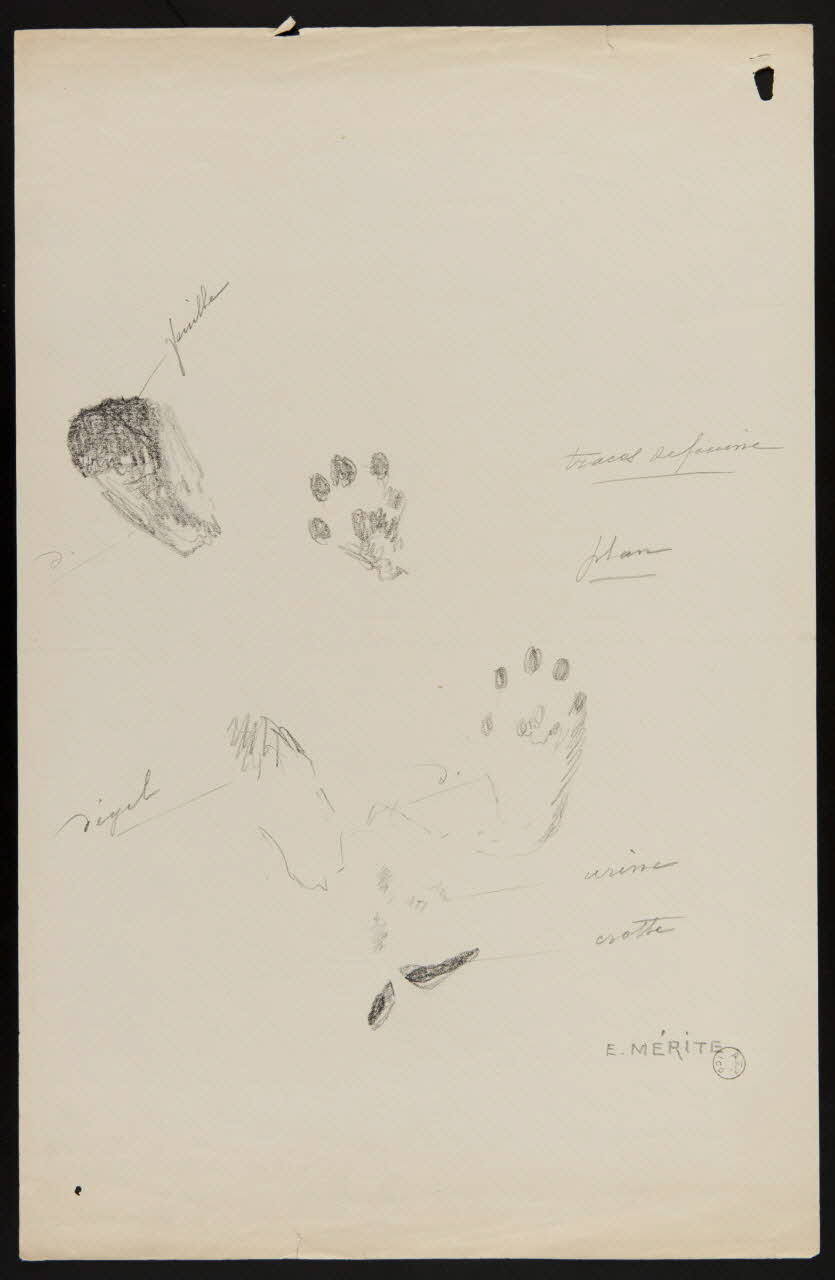 Edouard P. Mérite dessin Traces de fouine 1919 1953.85.471 Photo