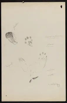 Edouard P. Mérite dessin Traces de fouine 1919 1953.85.471  Photo