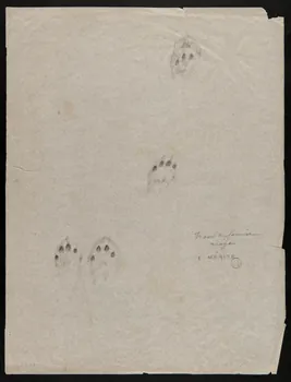 Edouard P. Mérite dessin Traces de fouine  neige 1919 1953.85.472  Photo