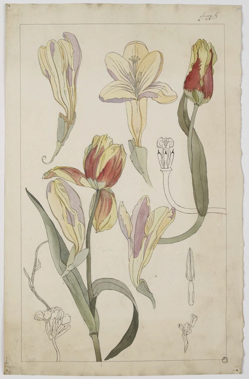 dessin Crocus et tulipes 1967.116.33 Photo RMN-Grand Palais (Mucem)