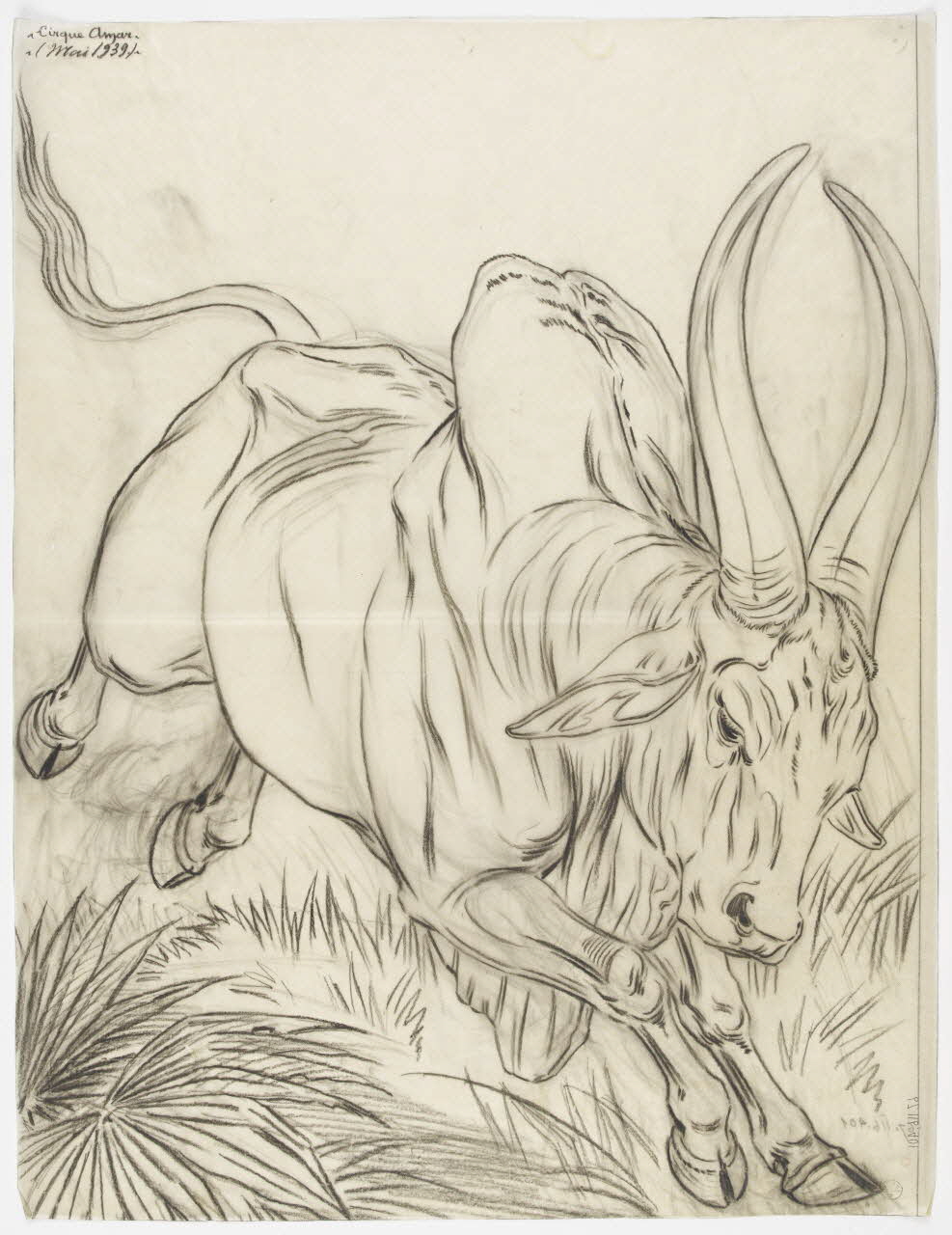 Gustave Soury dessin Zébu 1939 1967.116.401 Photo RMN-Grand Palais (Mucem)