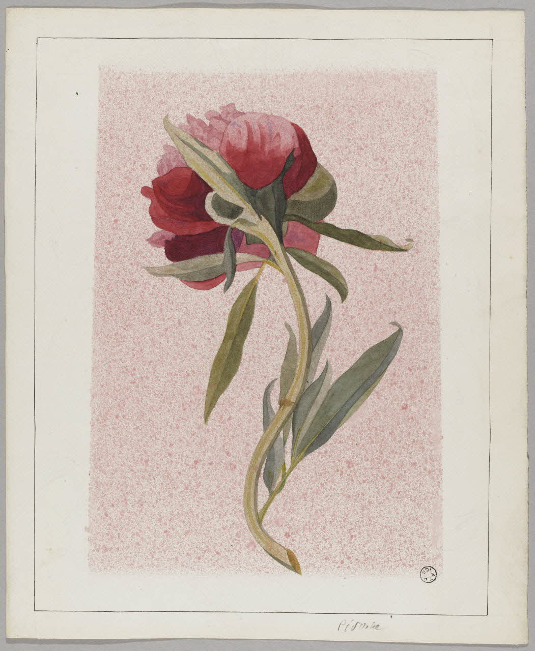 Gustave Soury dessin Pivoine 1966 1967.116.34 Photo RMN-Grand Palais (Mucem)