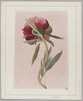 Gustave Soury dessin Pivoine 1966 1967.116.34 Photo RMN-Grand Palais (Mucem)