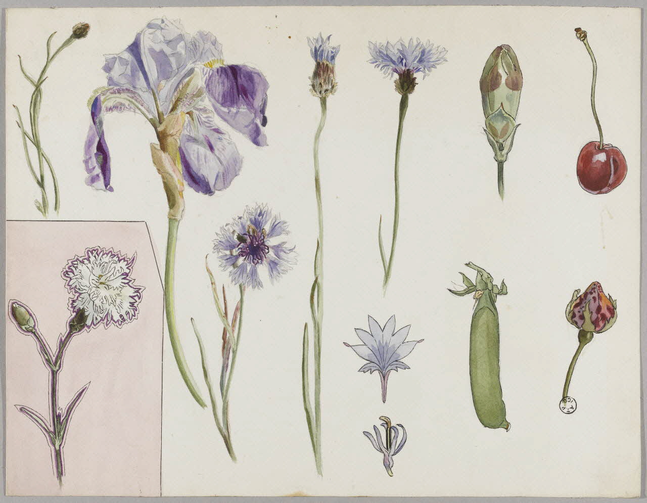 Gustave Soury dessin Etudes de fleurs, d'une cosse de petit pois et d'une cerise 1966 1967.116.39 Photo RMN-Grand Palais (Mucem)