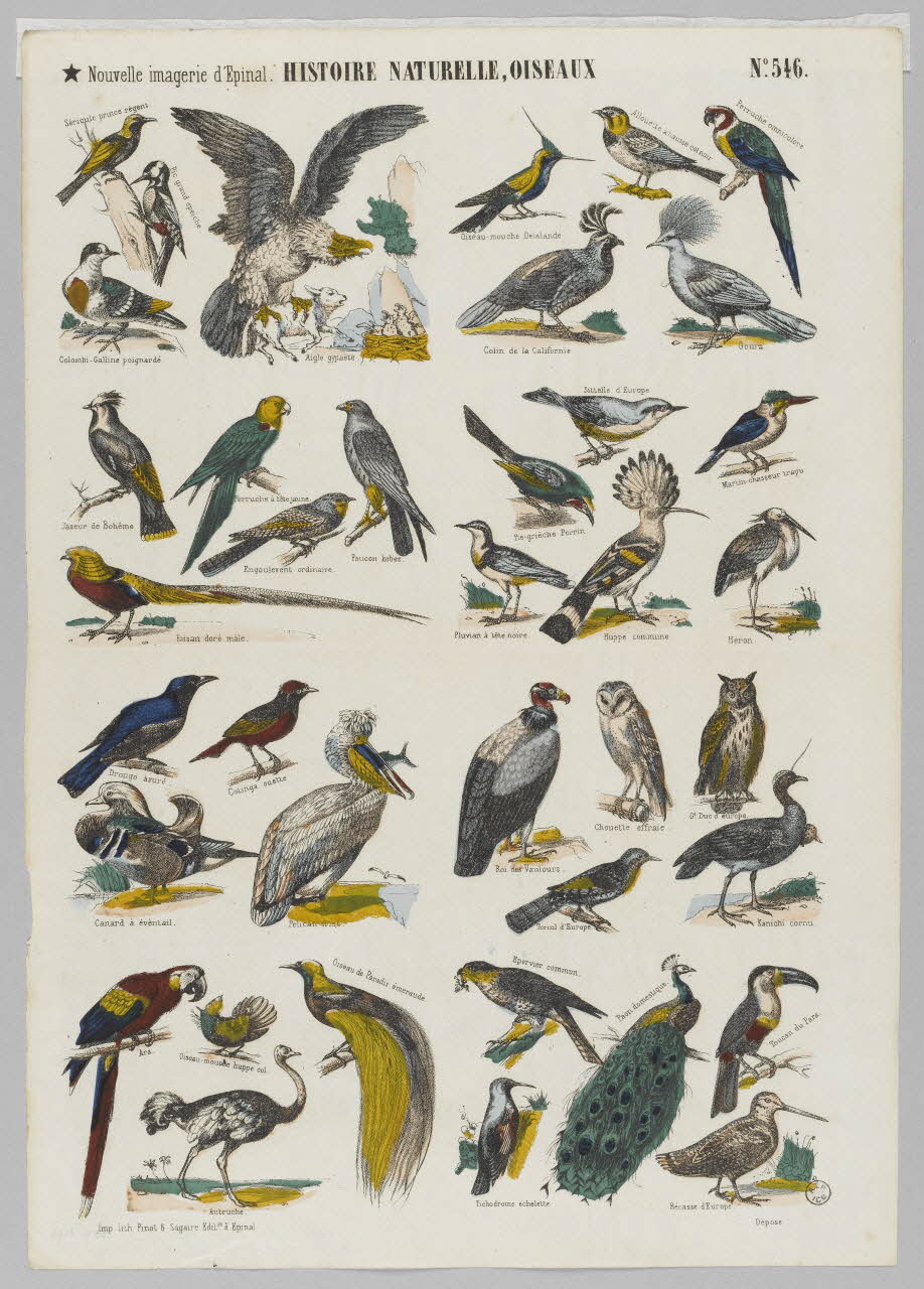 estampe HISTOIRE NATURELLE, OISEAUX 1953.86.4165 Photo RMN-Grand Palais (Mucem)