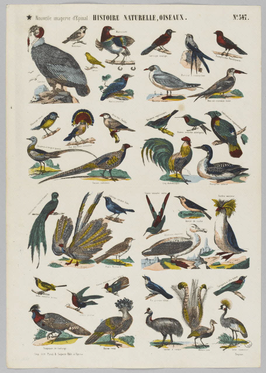 estampe HISTOIRE NATURELLE, OISEAUX. 1953.86.4166 Photo RMN-Grand Palais (Mucem)