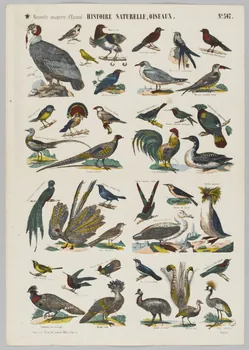 estampe HISTOIRE NATURELLE, OISEAUX. 1953.86.4166 Photo RMN-Grand Palais (Mucem)