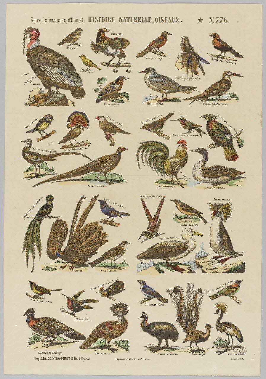 estampe HISTOIRE NATURELLE, OISEAUX. 1953.86.4167 Photo RMN-Grand Palais (Mucem)
