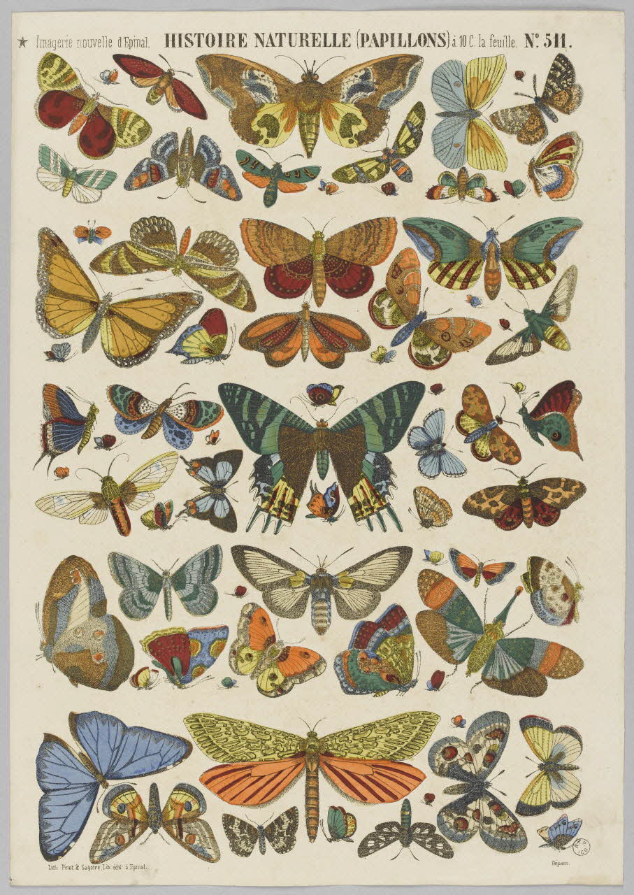 estampe HISTOIRE NATURELLE (PAPILLONS). 1953.86.4171  Photo RMN-Grand Palais (Mucem)
