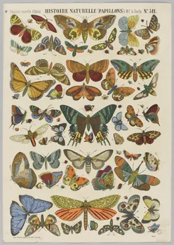estampe HISTOIRE NATURELLE (PAPILLONS). 1953.86.4171  Photo RMN-Grand Palais (Mucem)