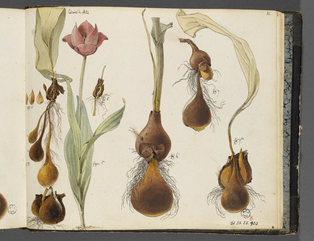 album Etudes de polarisation de bulbes et fleur de tulipe 1961.51.25.100 Photo RMN-Grand Palais (Mucem)