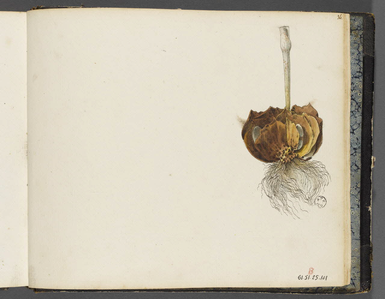 album Etude d'un bulbe de tulipe 1961.51.25.101 Photo RMN-Grand Palais (Mucem)