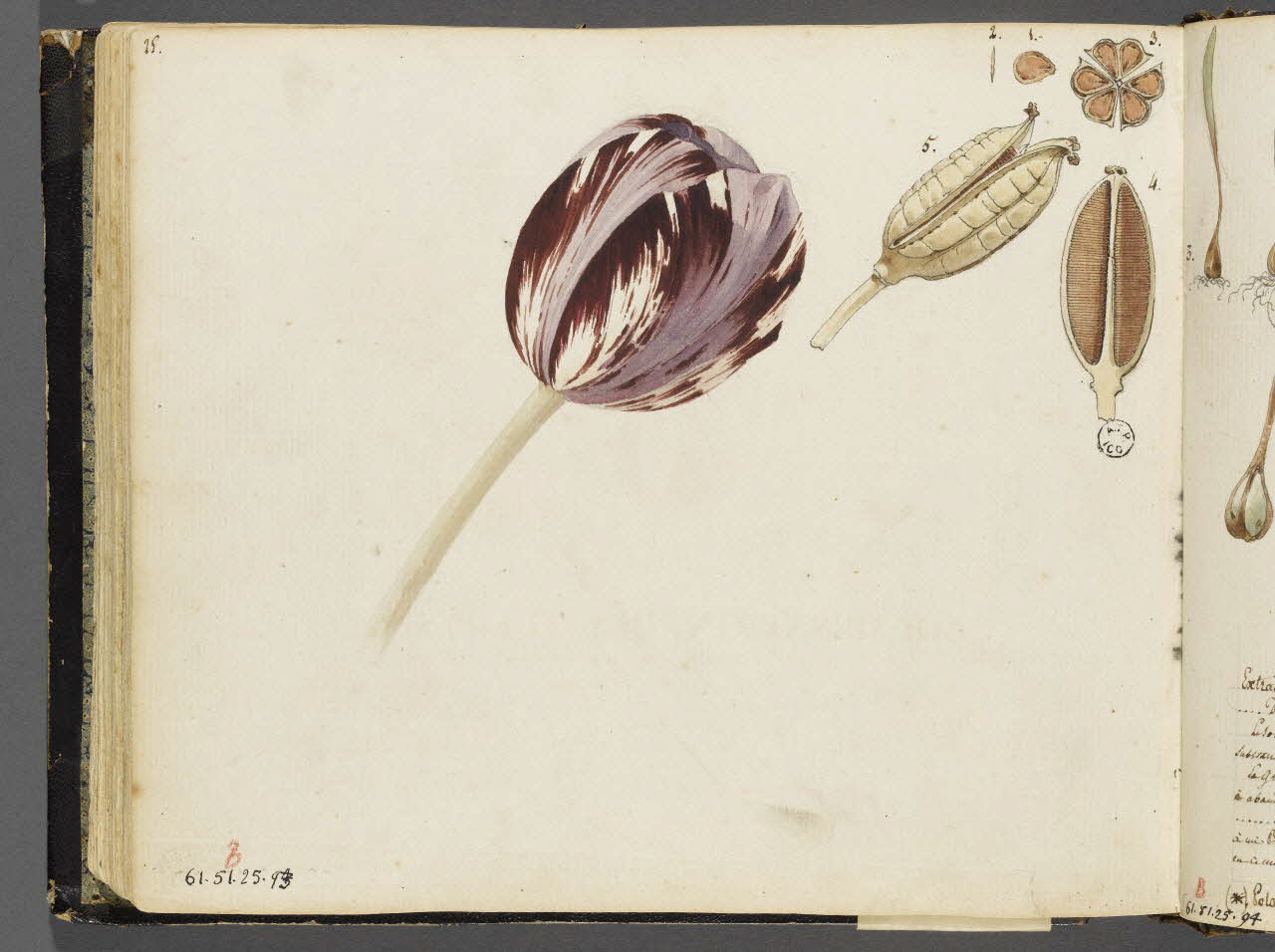 Charles Stanislas Léveillé album Etudes de polarisation de bulbes de tulipes, de graines et de fleur de tulipe panachée 1826 1961.51.25.93 Photo RMN-Grand Palais (Mucem)