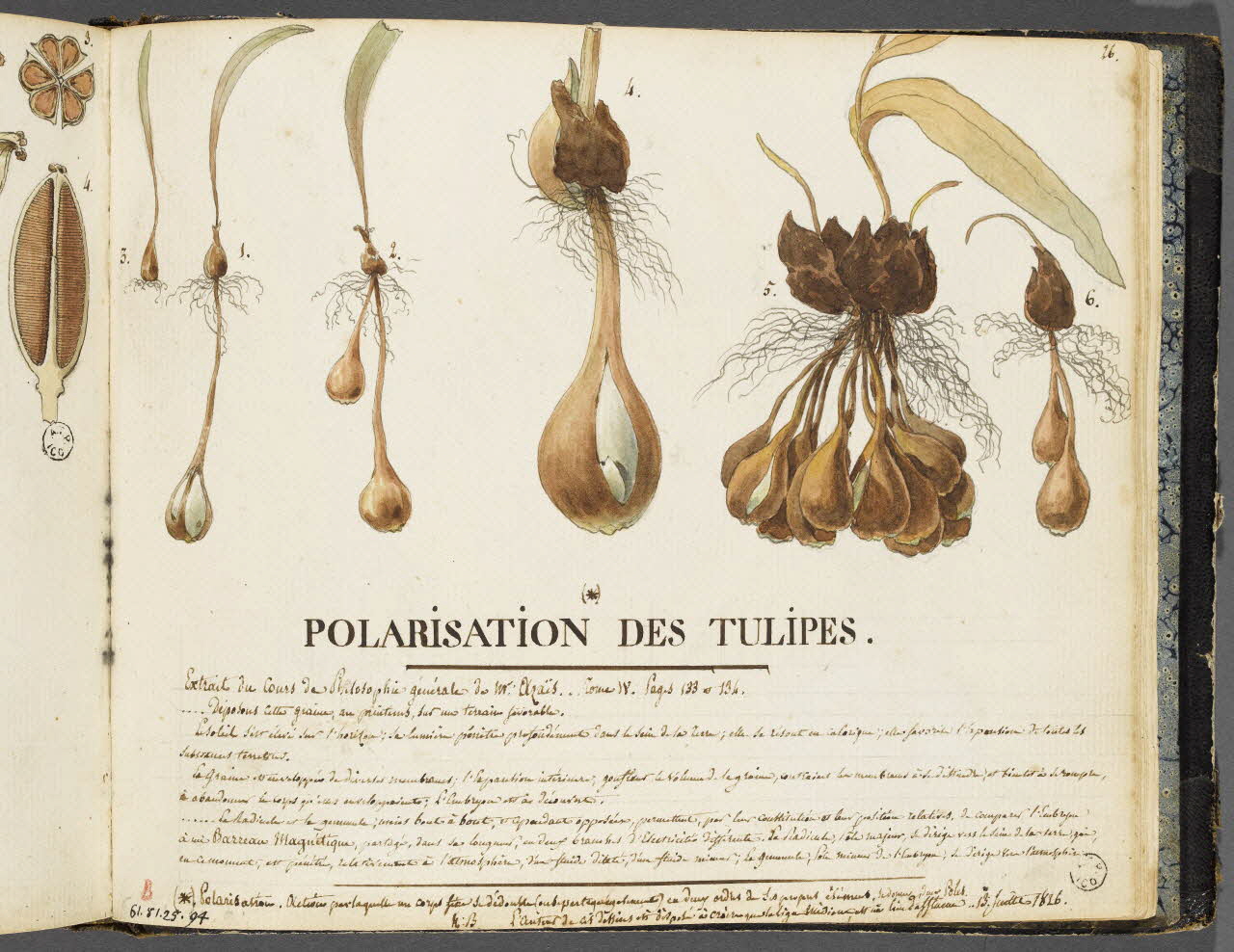 album POLARISATION DES TULIPES. 1961.51.25.94 Photo RMN-Grand Palais (Mucem)