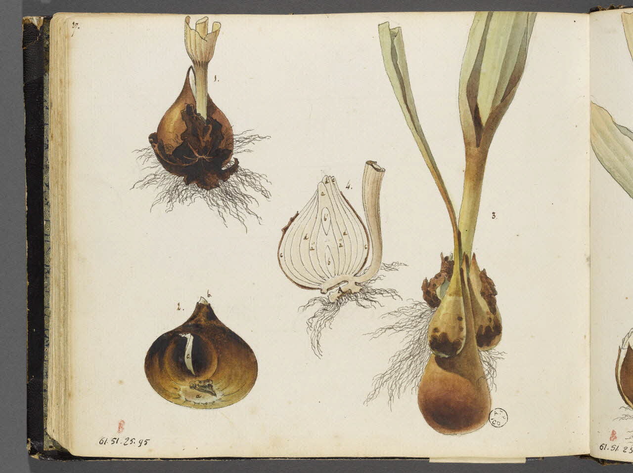 album Etudes de polarisation de bulbes de tulipes 1961.51.25.95 Photo RMN-Grand Palais (Mucem)