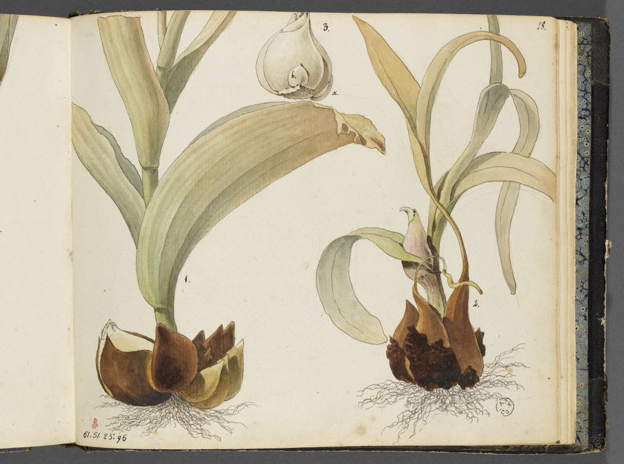 album Etudes de polarisation de bulbes de tulipes 1961.51.25.96 Photo RMN-Grand Palais (Mucem)/ Franck Raux