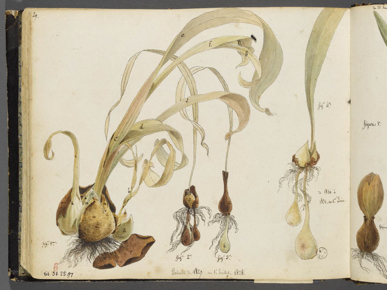 Charles Stanislas Léveillé album Etudes de polarisation de bulbes de tulipes 1828-1831 1961.51.25.97 Photo RMN-Grand Palais (Mucem)