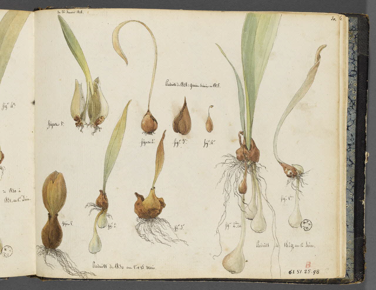 Charles Stanislas Léveillé album Etudes de polarisation de bulbes de tulipes 1828-1831 1961.51.25.98 Photo RMN-Grand Palais (Mucem)