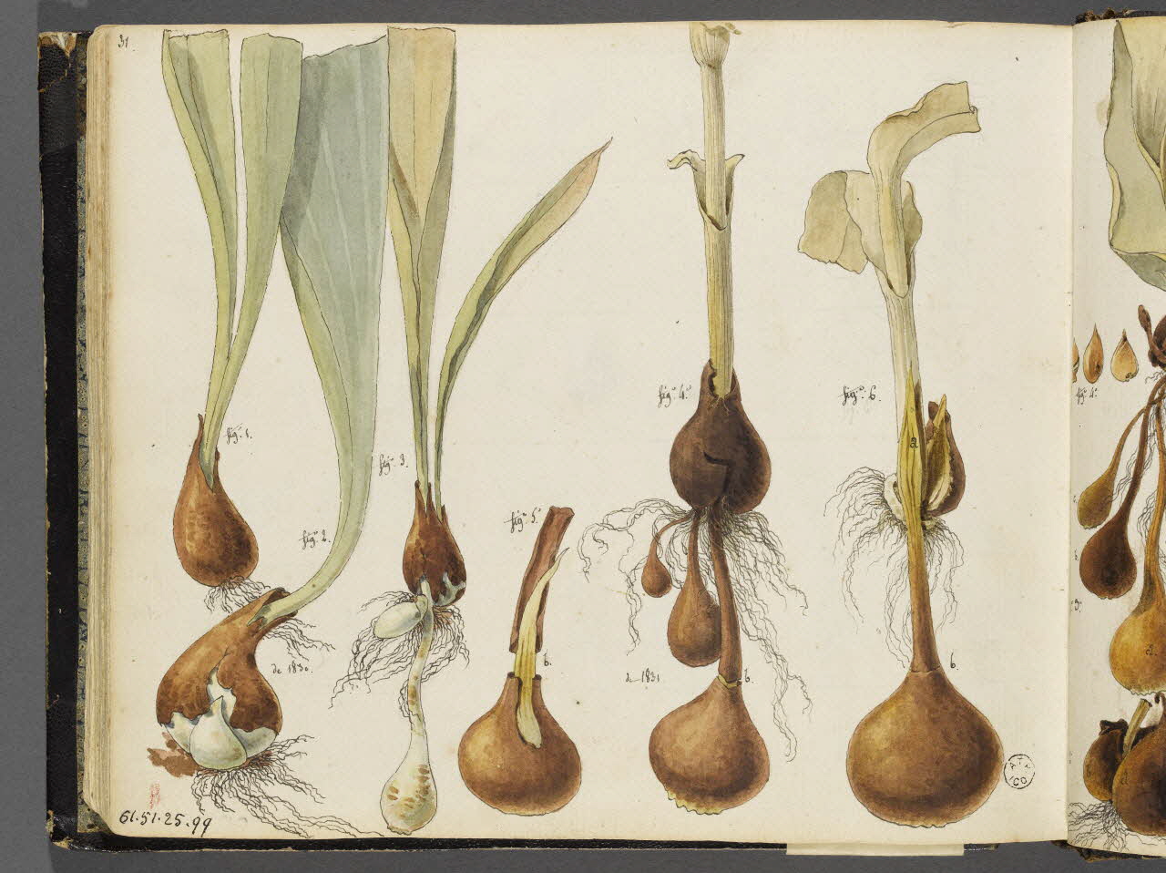 Charles Stanislas Léveillé album Etudes de polarisation de bulbes de tulipe 1832 1961.51.25.99 Photo RMN-Grand Palais (Mucem)